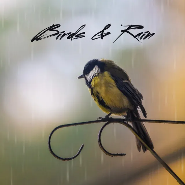 Birds & Rain