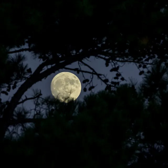 Moon Plant