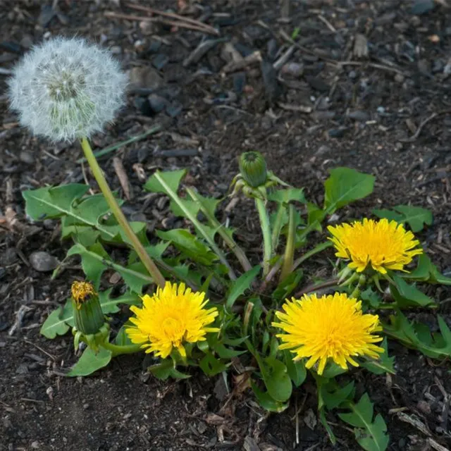 dandylion