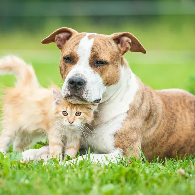 Soothing Pet Relaxation Sounds