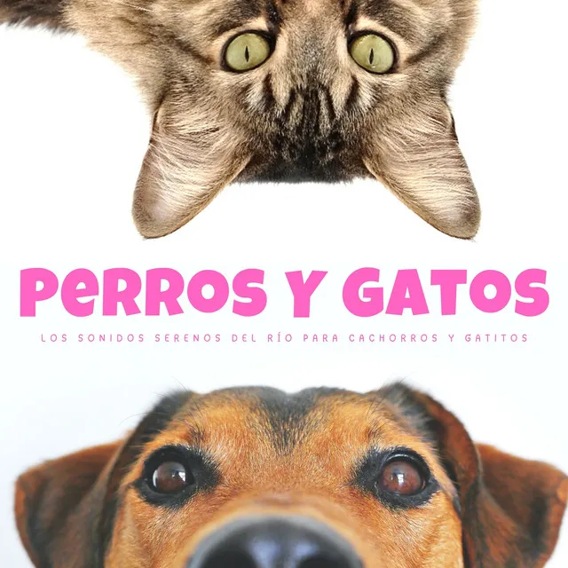 Perros Y Gatos: Los Sonidos Serenos Del Río Para Cachorros Y Gatitos