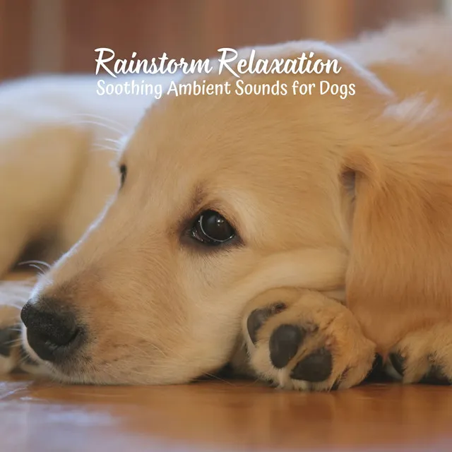 Calming Rhythms for Canine Tranquility