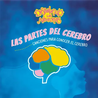 Las Partes Del Cerebro by Despertando Las Neuronas