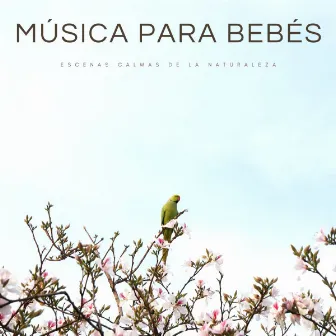 Música Para Bebés: Escenas Calmas De La Naturaleza by Relajacion y Serenidad