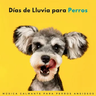 Días De Lluvia Para Perros: Música Calmante Para Perros Ansiosos by Radio musical para perros