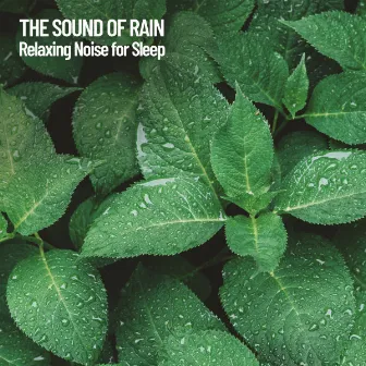 The Sound of Rain: Relaxing Noise for Sleep by Pacific Rain