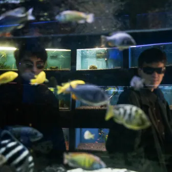 acuario en vivo by chinwezz