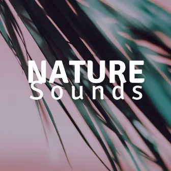 Nature Sounds HD - Relaxing Music for Sleeping by Unknown Artist