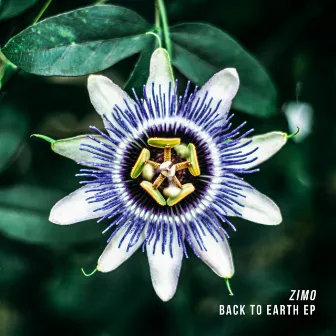 Back to Earth EP by Zimo