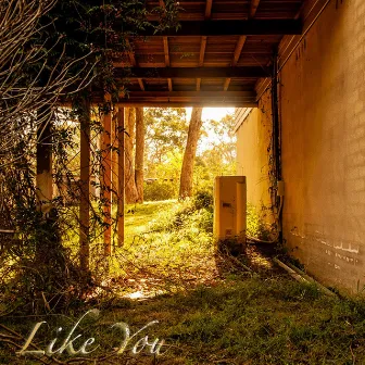 Like You by Justin Anda