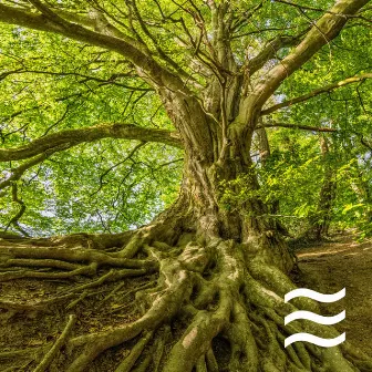 Nature Sounds of Raining for Calm Sleep by Natural Rainy Noises