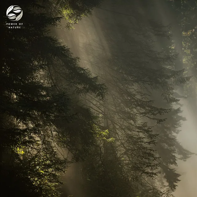 Majestic Sunrise In The Redwood Forest