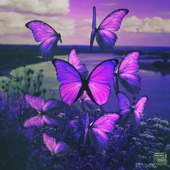 Butterflies by Illmade