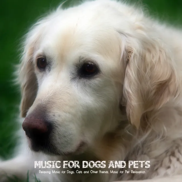 Pet Music World