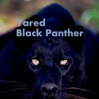 Black Panther by Yared