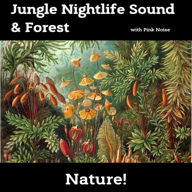 Jungle Nightlife Sound & Forest (With Pink Noise), Loopable