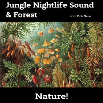 Jungle Nightlife Sound & Forest (With Pink Noise), Loopable by Nature!