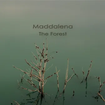 The Forest by Maddalena