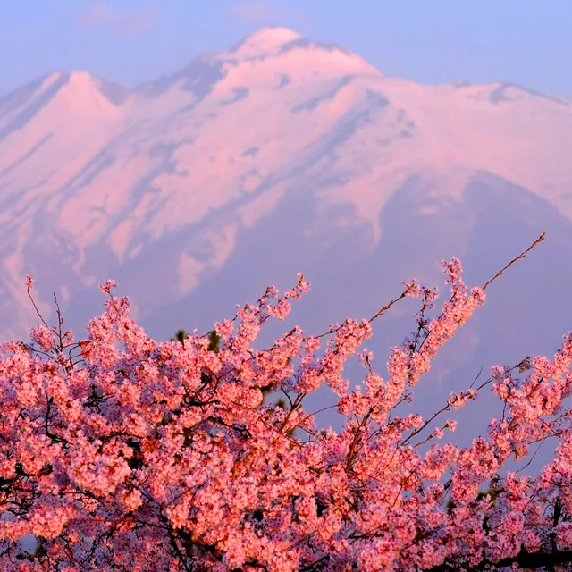 Sakura