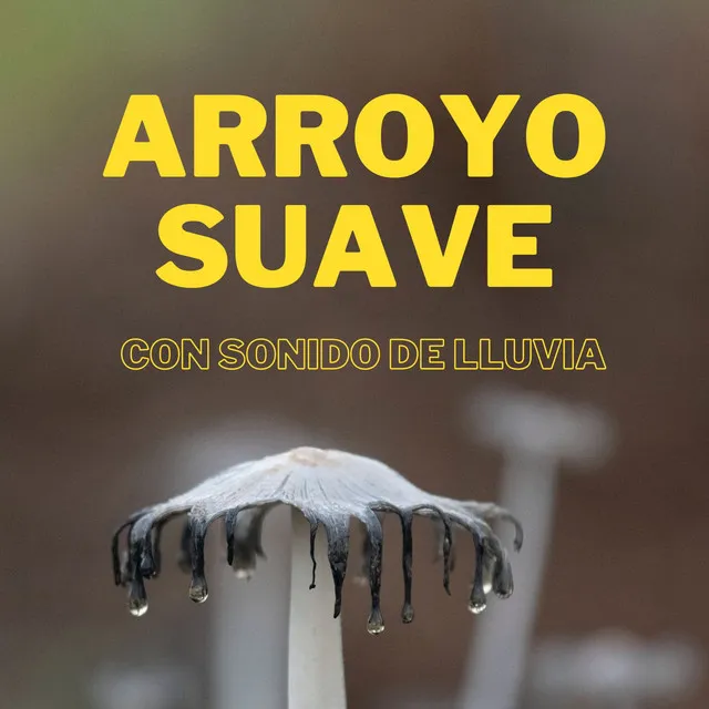 Arroyo Suave Con Sonido De Lluvia