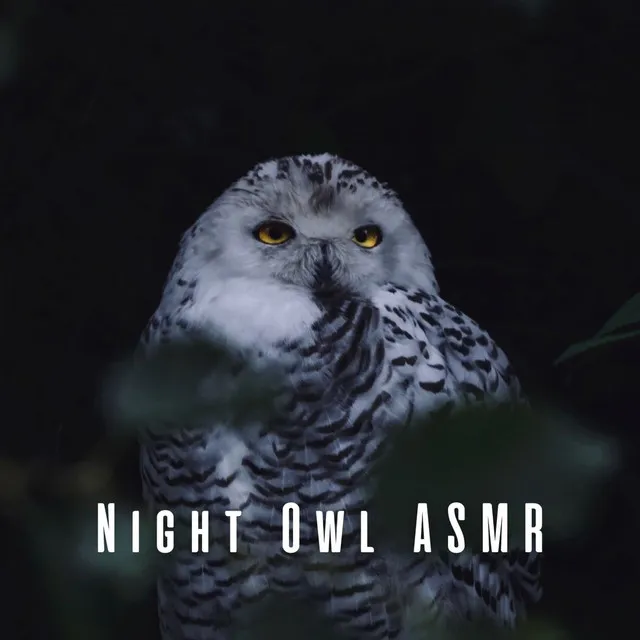 Night Owl ASMR