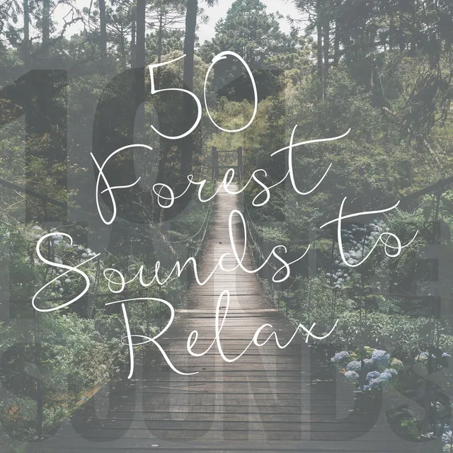 50 Forest Sounds to Relax