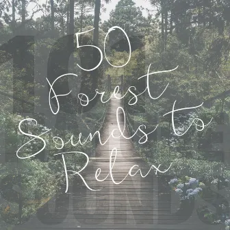 50 Forest Sounds to Relax by Zoe Chambers