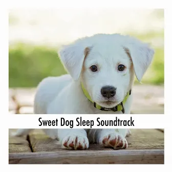 Sweet Dog Sleep Soundtrack by Calming Doggy Sleep