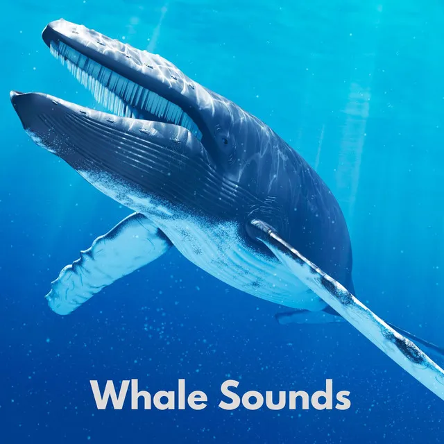 Whale Sounds