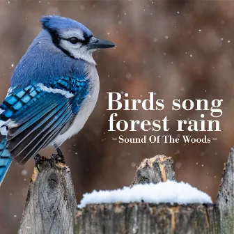 Birds song forest rain by Sound Of The Woods