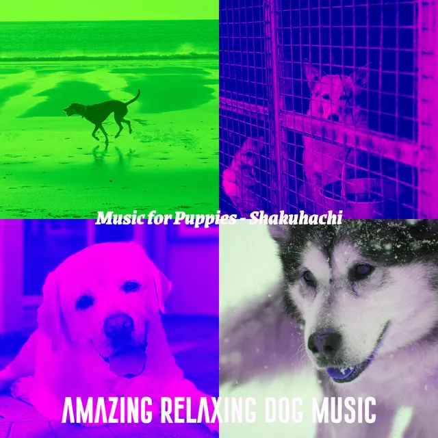 Phenomenal Music for Calming Dogs