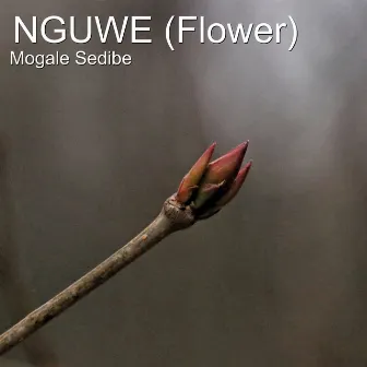 Nguwe (Flower) by Mogale Sedibe