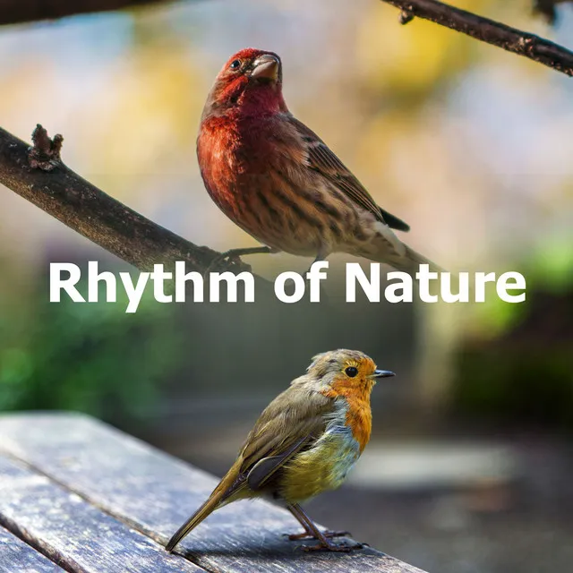 Rhythm of Nature