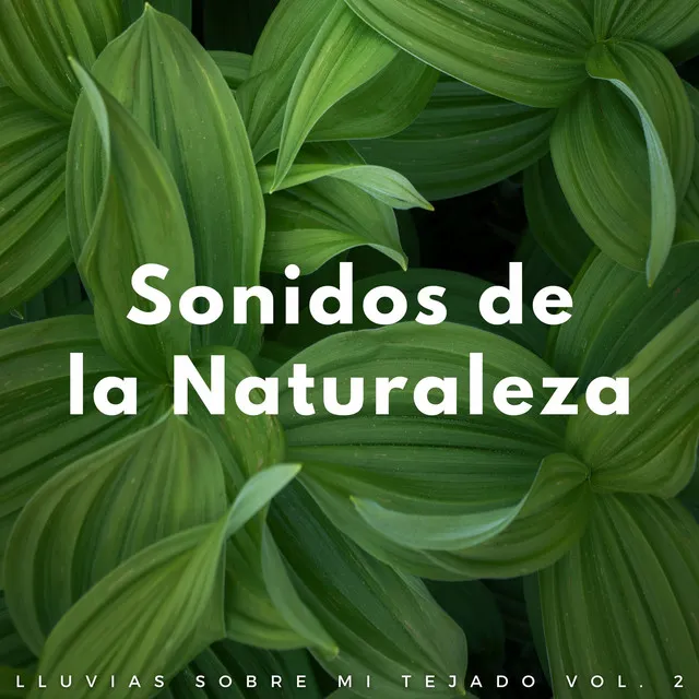 Sonidos De La Naturaleza: Lluvias Sobre Mi Tejado Vol. 2