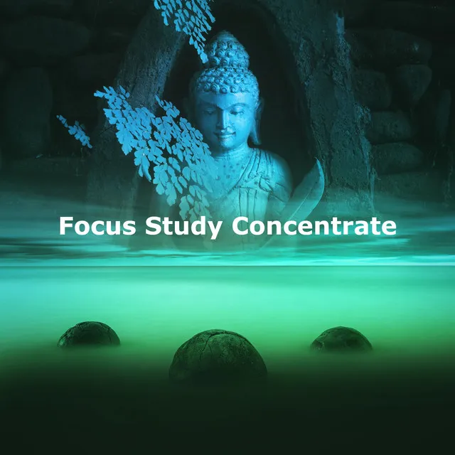 Focus Study Concentrate