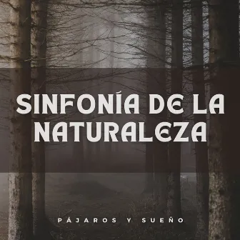 Sinfonía De La Naturaleza: Pájaros Y Sueño by Pájaros en la mañana