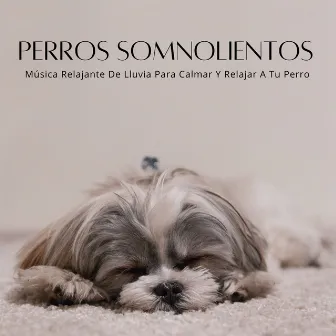 Perros Somnolientos: Música Relajante De Lluvia Para Calmar Y Relajar A Tu Perro by Alguna música