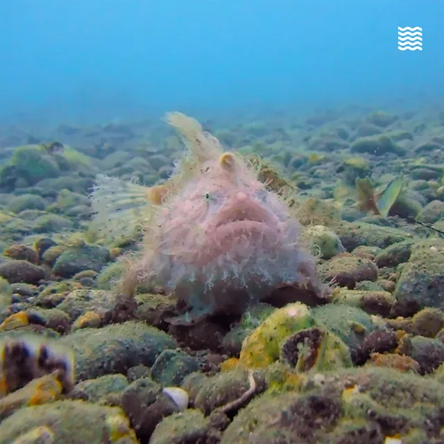 The Hairy Frogfish and the Finger Dragonet