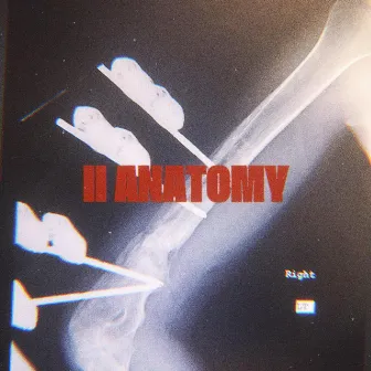 II Anatomy by J MöFasa