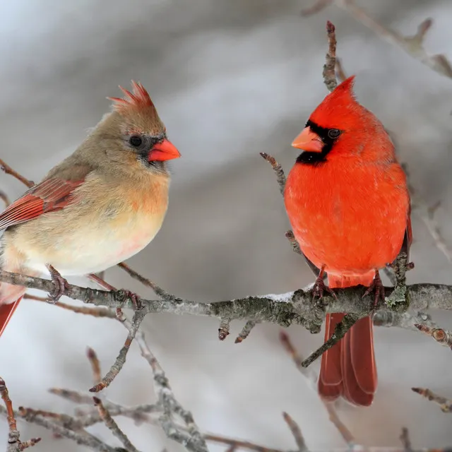 Birds on the Trees