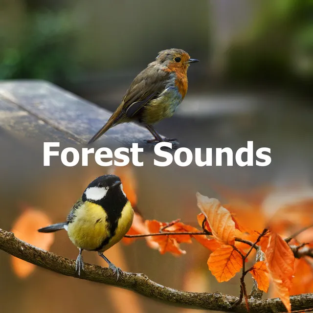 Forest Sounds