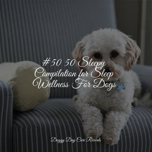 #50 50 Sleepy Compilation for Sleep Wellness For Dogs