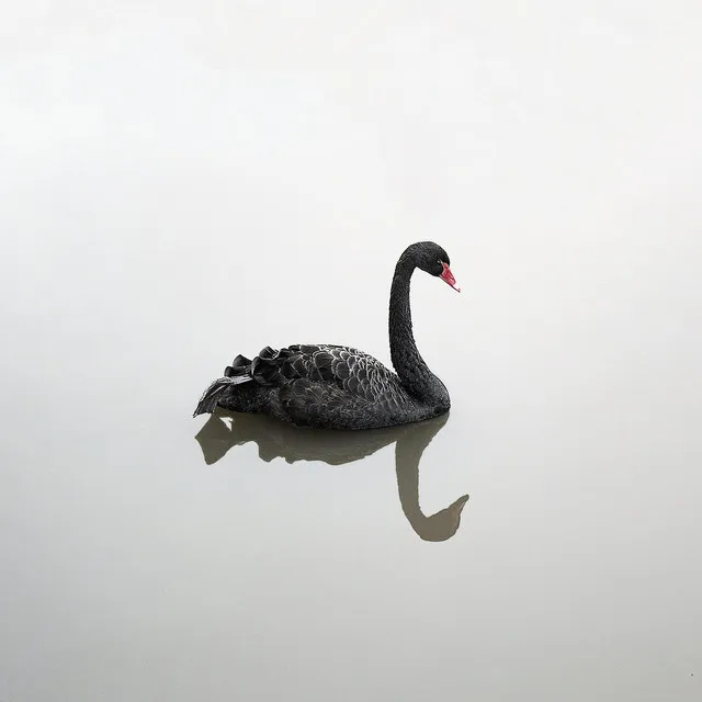 Swan King in the Snow