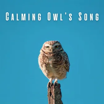 Calming Owl's Song: Nature's Relaxation Haven by Mother Nature Recordings