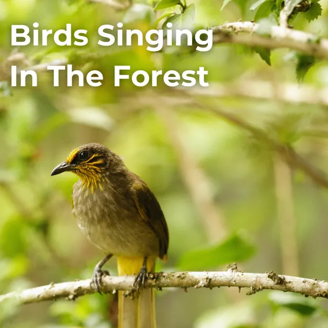 Birds Singing In The Forest