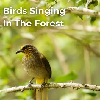 Birds Singing In The Forest by Gentle Nature