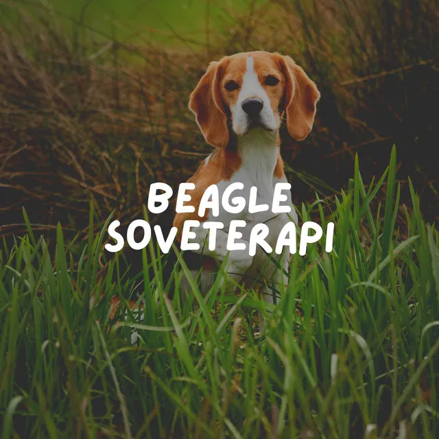 Beagle Soveterapi