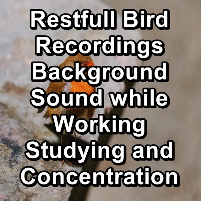 Restfull Bird Recordings Background Sound while Working Studying and Concentration