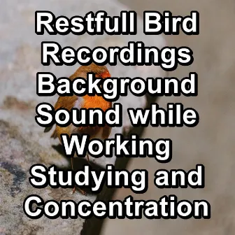 Restfull Bird Recordings Background Sound while Working Studying and Concentration by Bird Sounds 2016