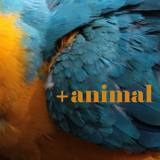 + Animal